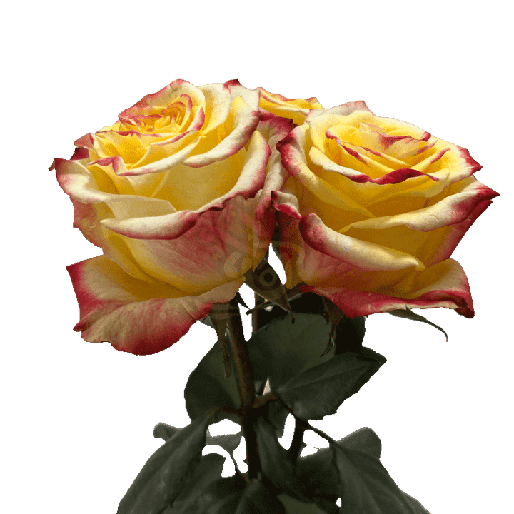 High And Flame Roses Bicolored 3