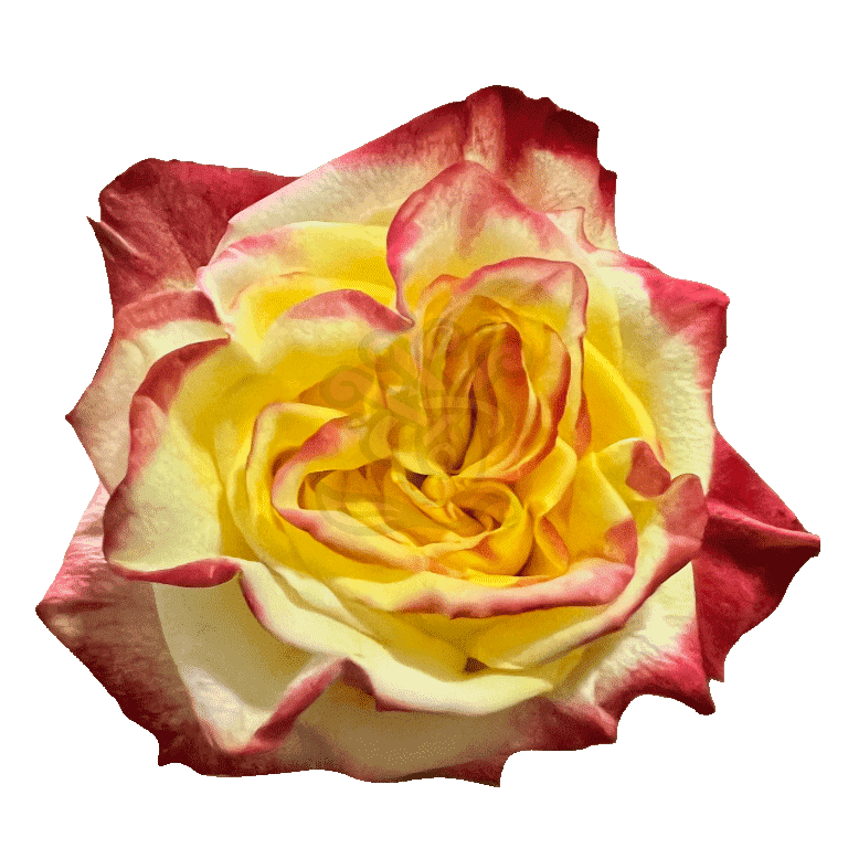 High And Flame Roses Bicolored