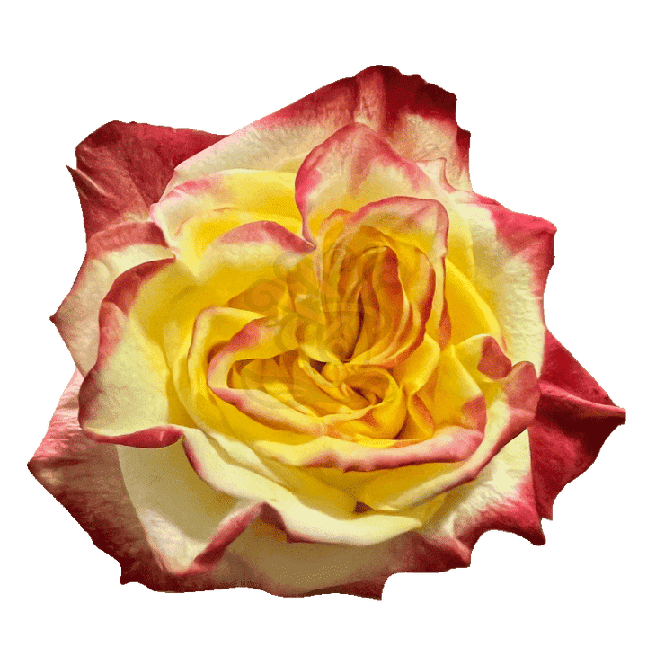 High And Flame Roses Bicolored
