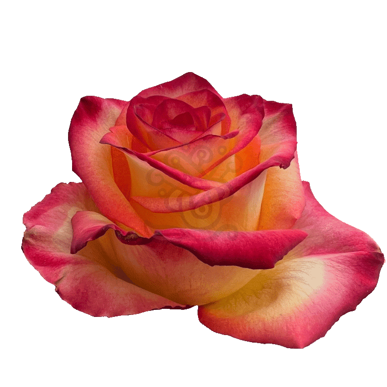 High And Magic Roses Bicolored 2