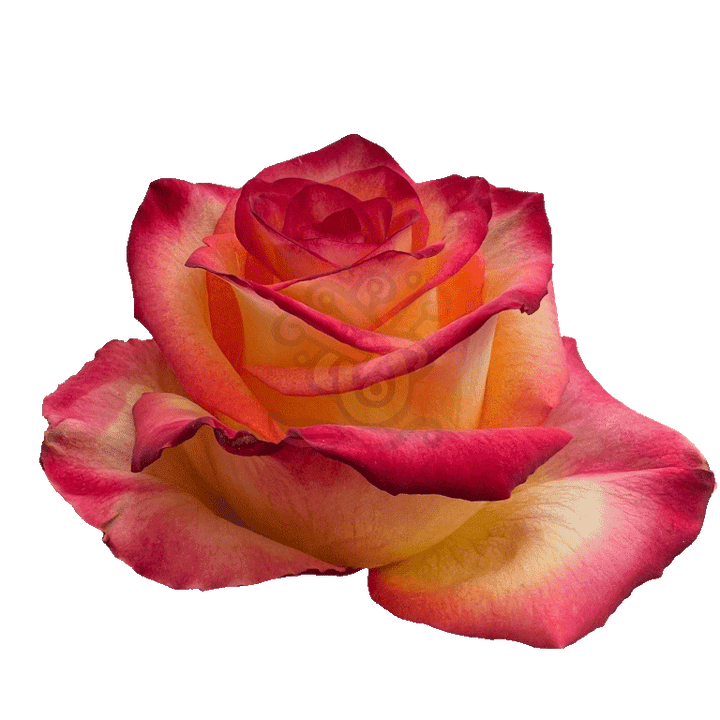 High And Magic Roses Bicolored 2