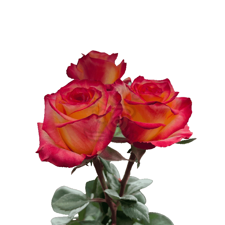 High And Magic Roses Bicolored 3