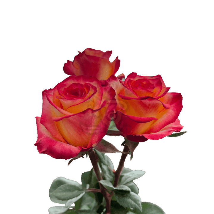 High And Magic Roses Bicolored 3