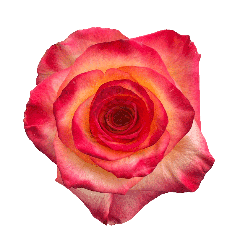 High And Magic Roses Bicolored