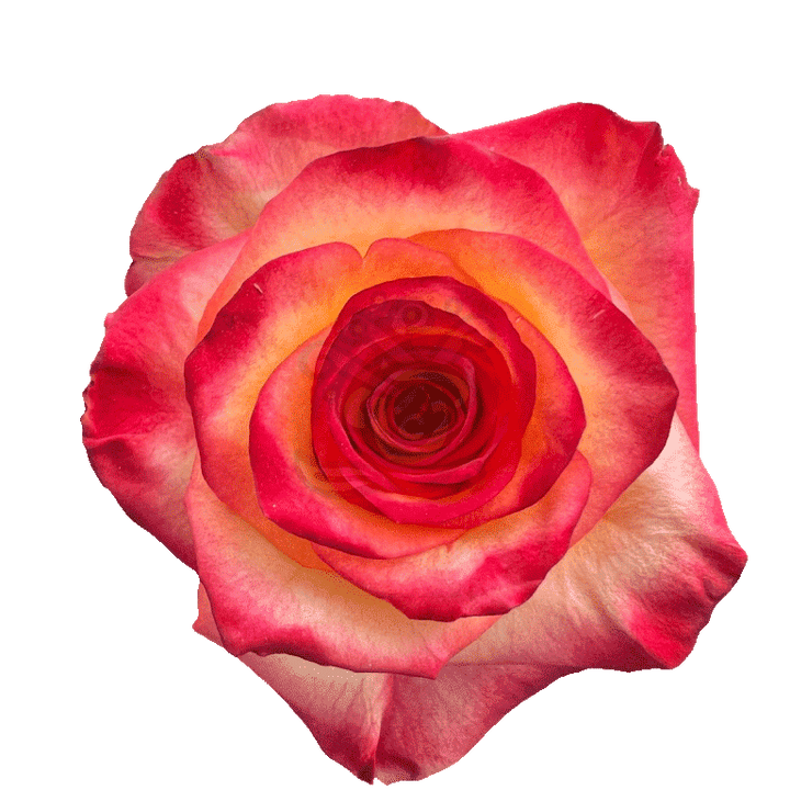 High And Magic Roses Bicolored