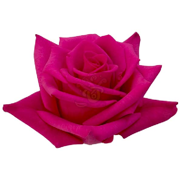 Hot Explorer rose head in bright magenta pink, grown in Ecuador by Asiri Blooms