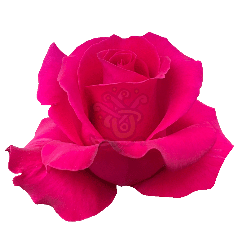 Hot Lady Roses Hot Pink 2