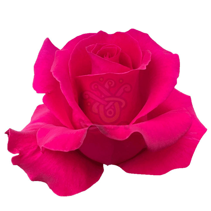 Hot Lady Roses Hot Pink 2