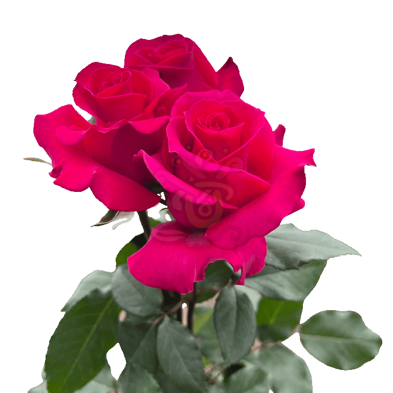 Hot Lady Roses Hot Pink 3