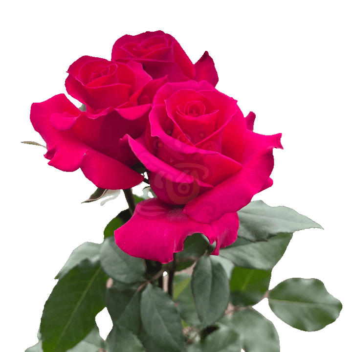 Hot Lady Roses Hot Pink 3