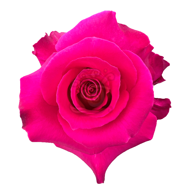 Hot Lady Roses Hot Pink