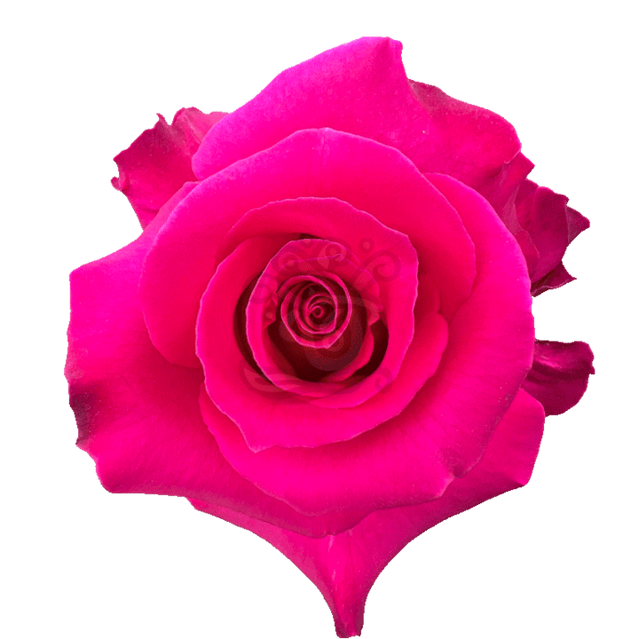 Hot Lady Roses Hot Pink