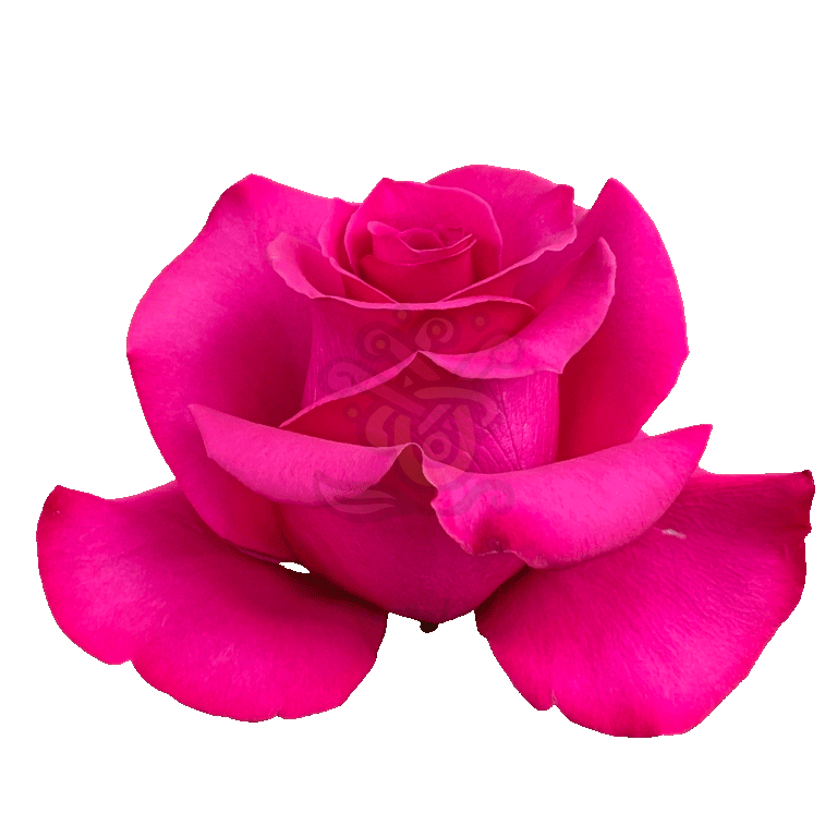 Hot Princess Roses Hot Pink 2