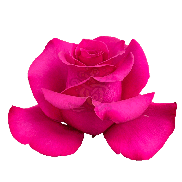 Hot Princess Roses Hot Pink 2