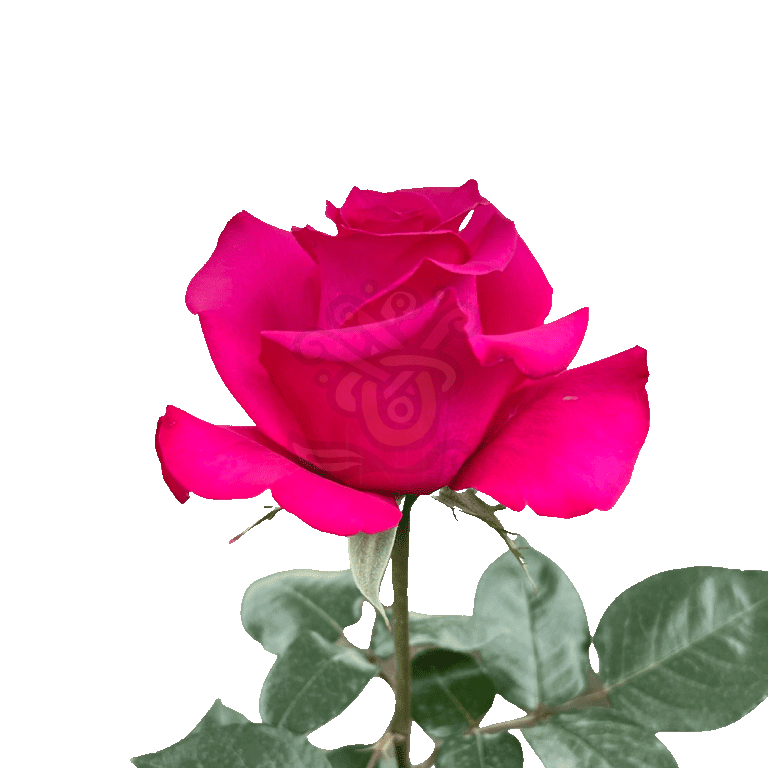 Hot Princess Roses Hot Pink 3