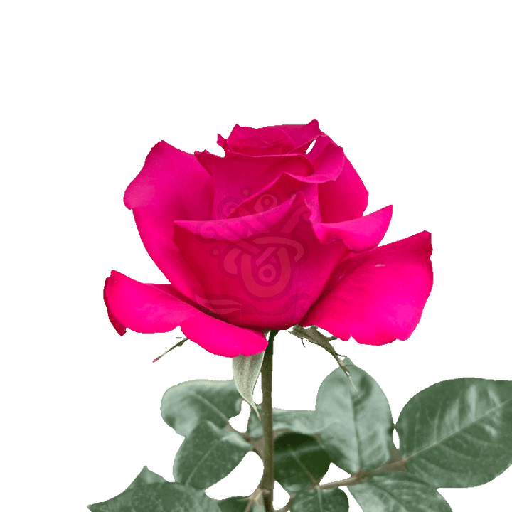 Hot Princess Roses Hot Pink 3