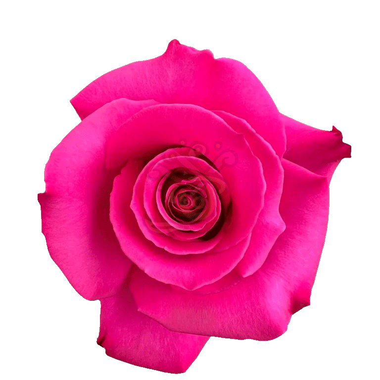 Hot Princess Roses Hot Pink