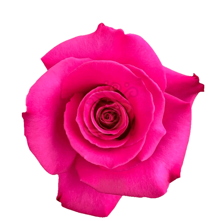 Hot Princess Roses Hot Pink