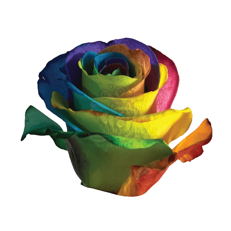 Hot Rainbow Tinted Roses 2