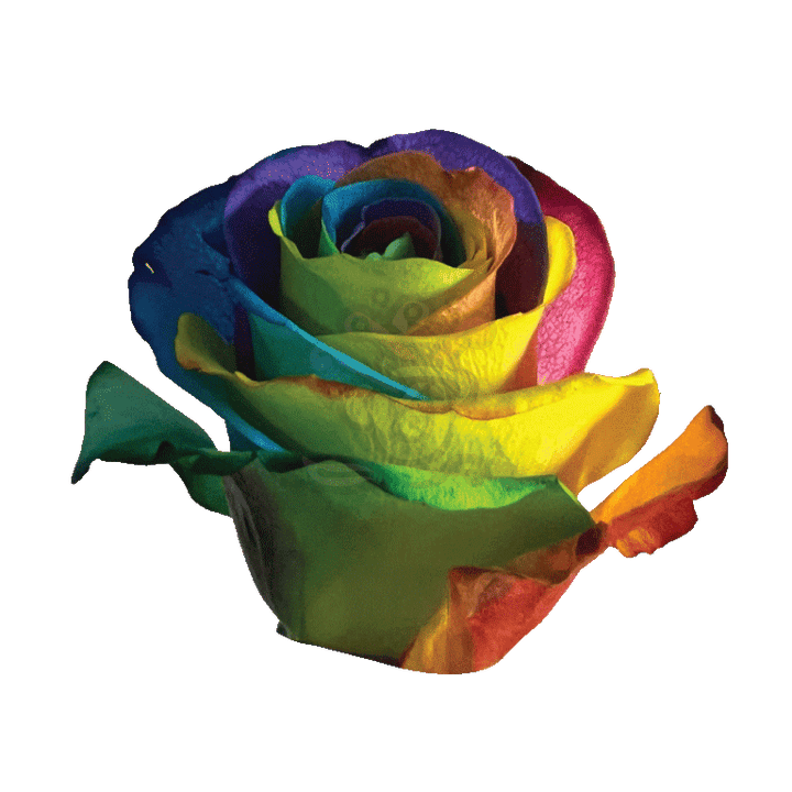 Hot Rainbow Tinted Roses 2