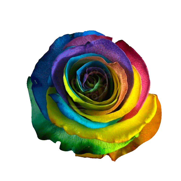 Hot Rainbow Tinted Roses
