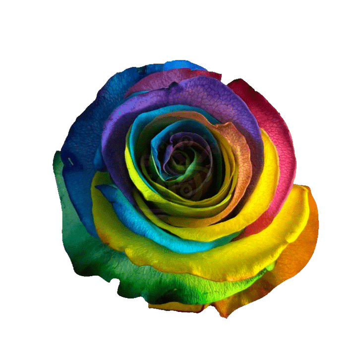 Hot Rainbow Tinted Roses