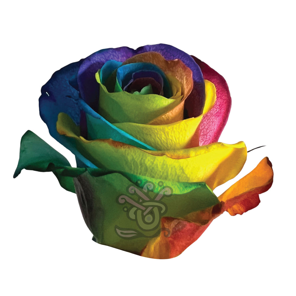 Hot Rainbow Tinted Roses • Asiri Blooms