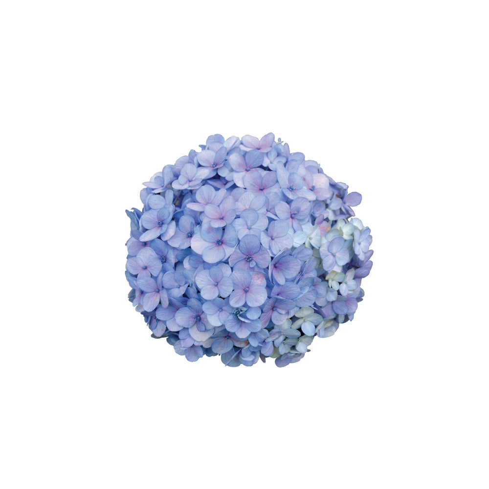 Hydrangea Blue • Asiri Blooms