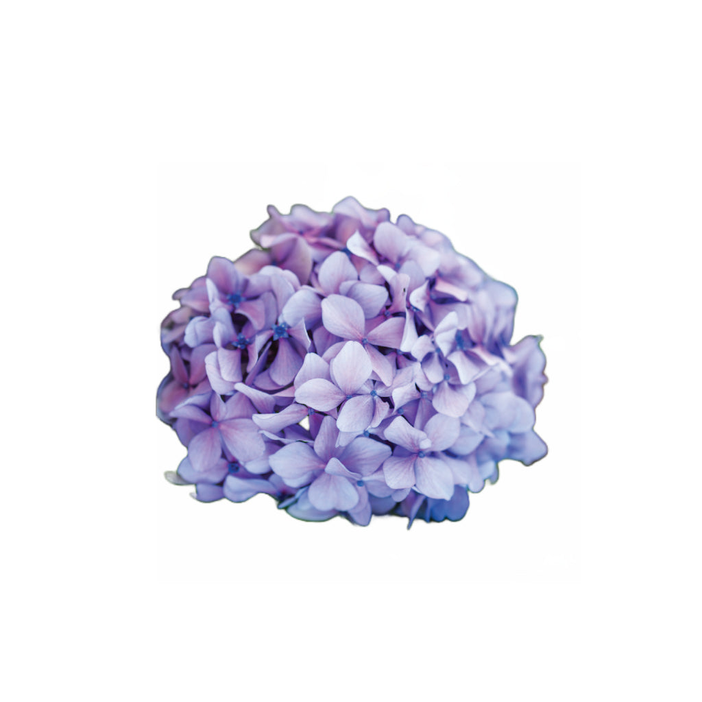 Hydragea Lavender • Asiri Blooms