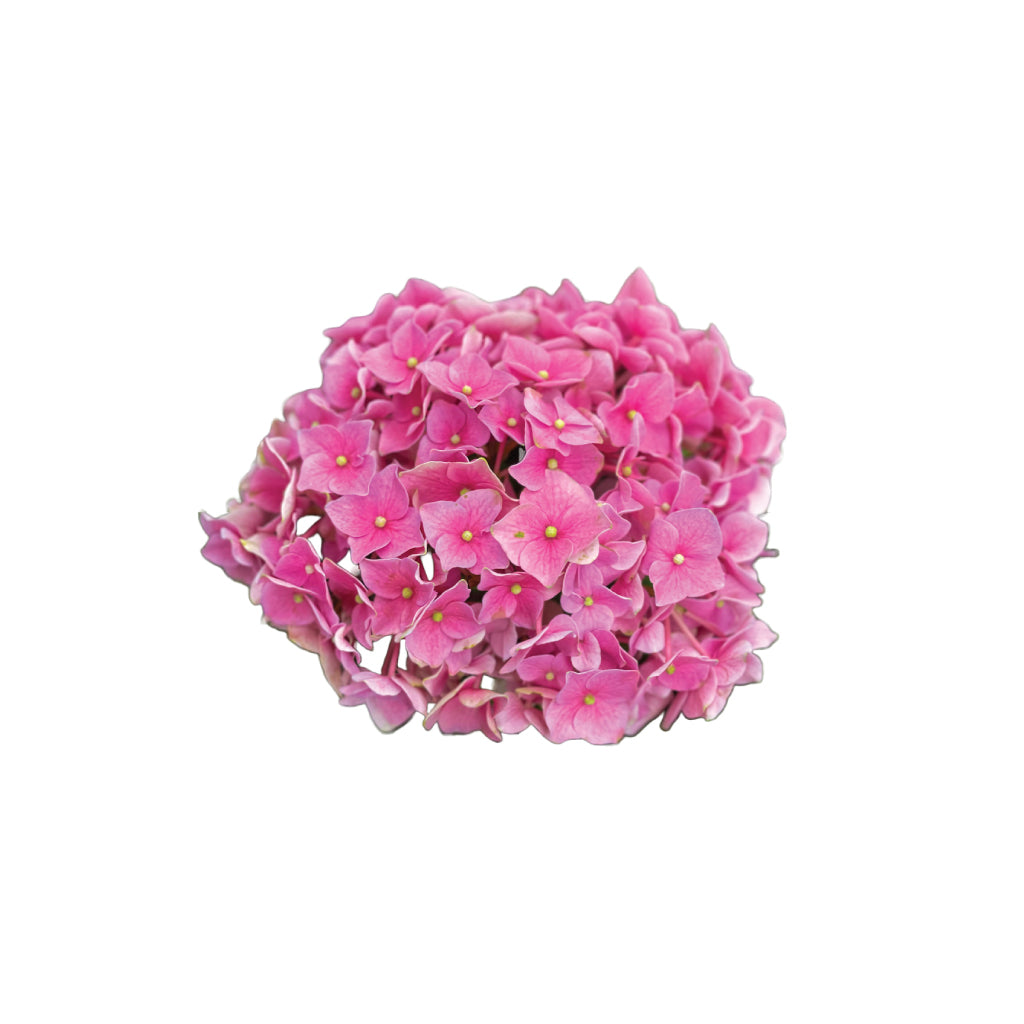 Hydrangea Pink • Asiri Blooms