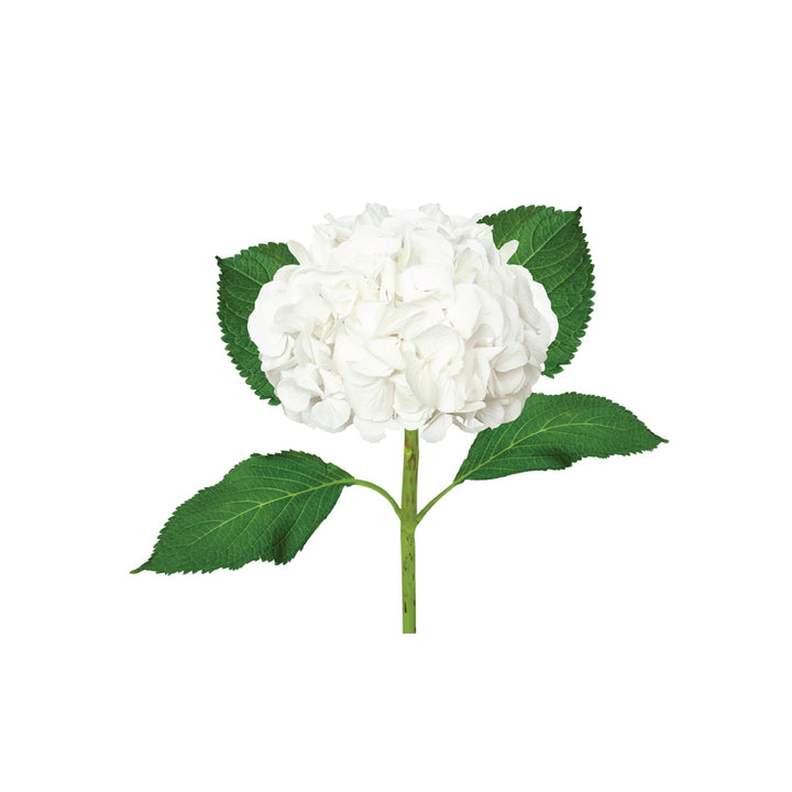 Hydragea White • Asiri Blooms