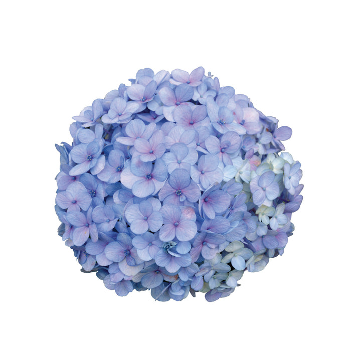 Hydragea Blue Super Select • Asiri Blooms