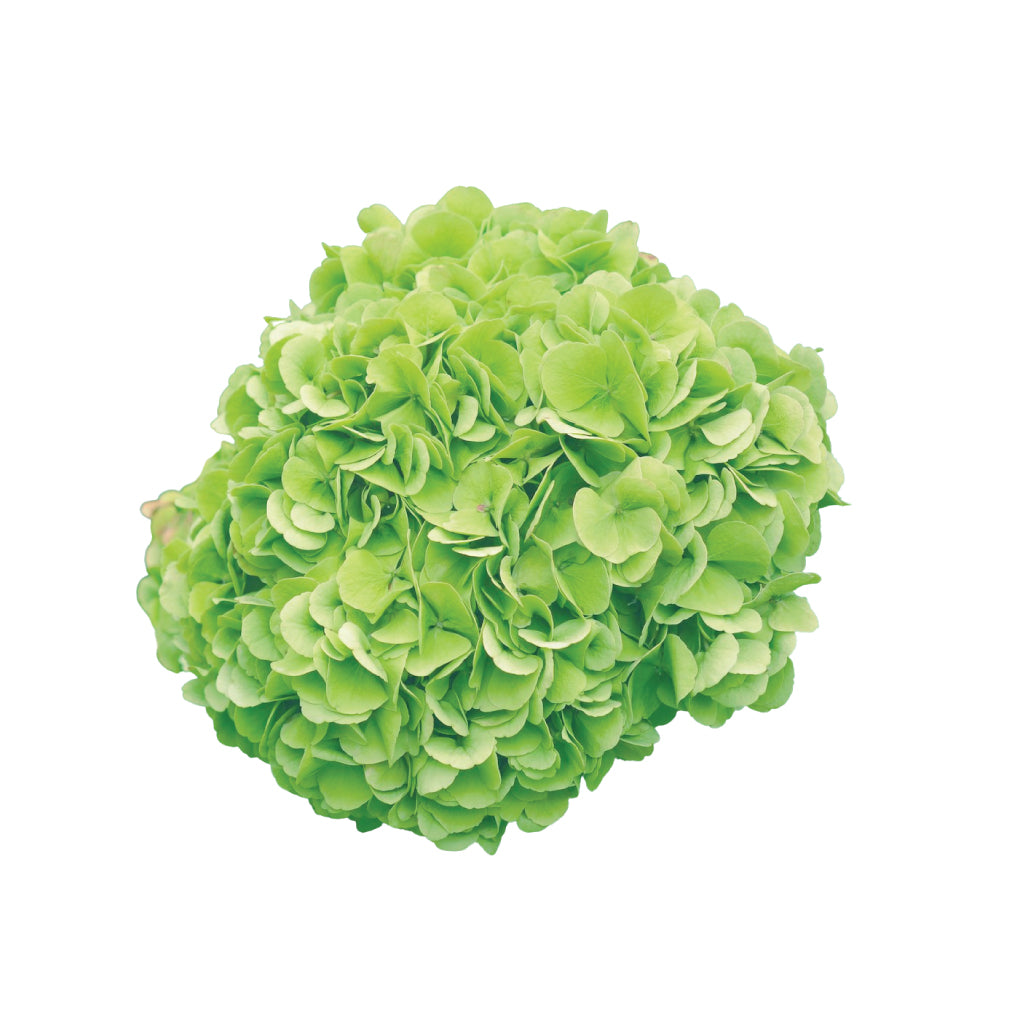 Hydragea Green Super Select • Asiri Blooms