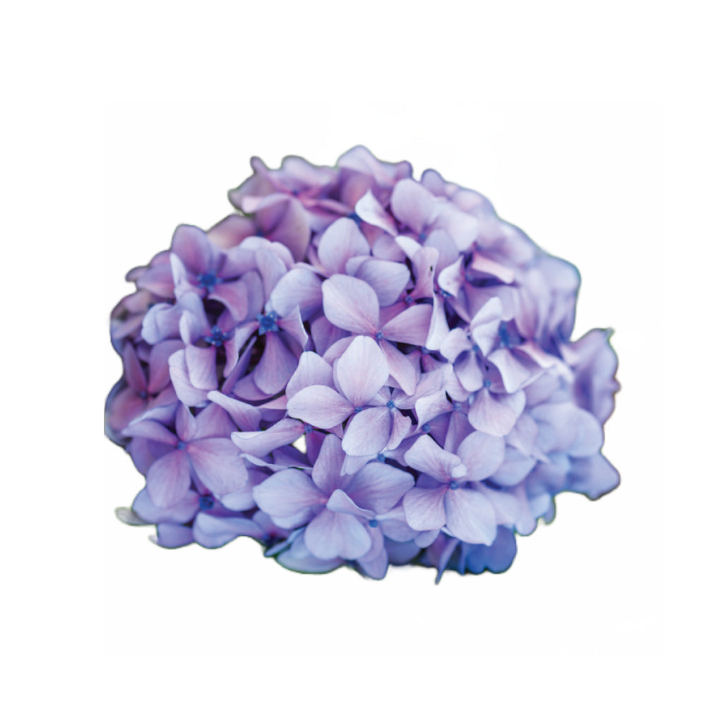 lavender hydrangea flower Hydrangeas • Asiri Blooms