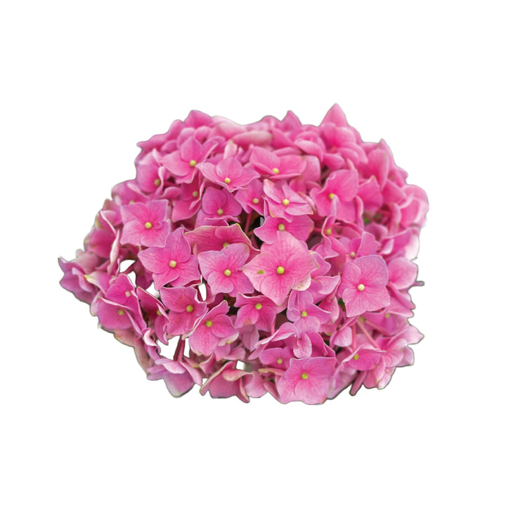 Hydragea Pink Super Select • Asiri Blooms