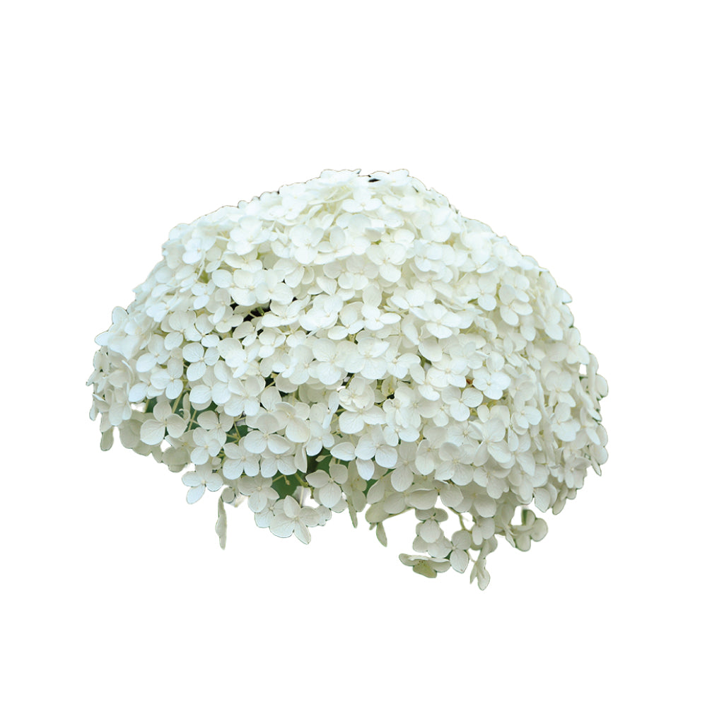 Hydragea White Super Select • Asiri Blooms