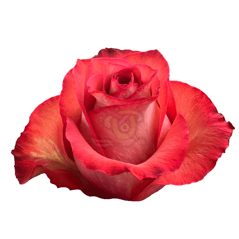 Iguana Roses Bicolored 2