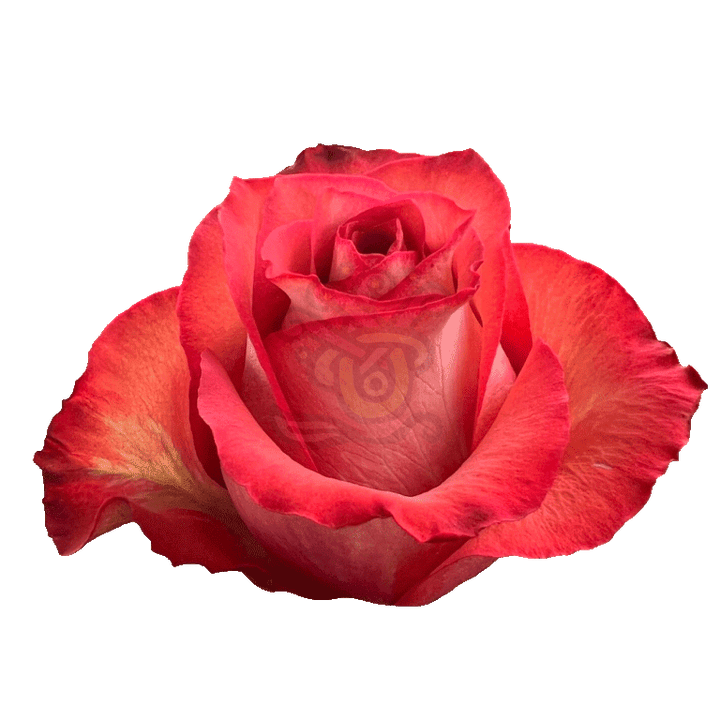 Iguana Roses Bicolored 2
