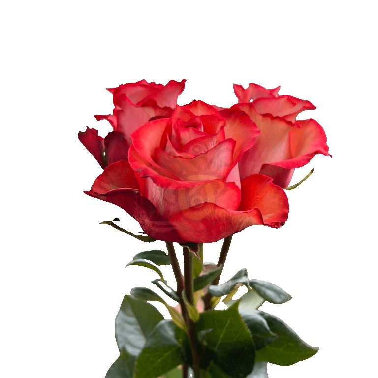 Iguana Roses Bicolored 3
