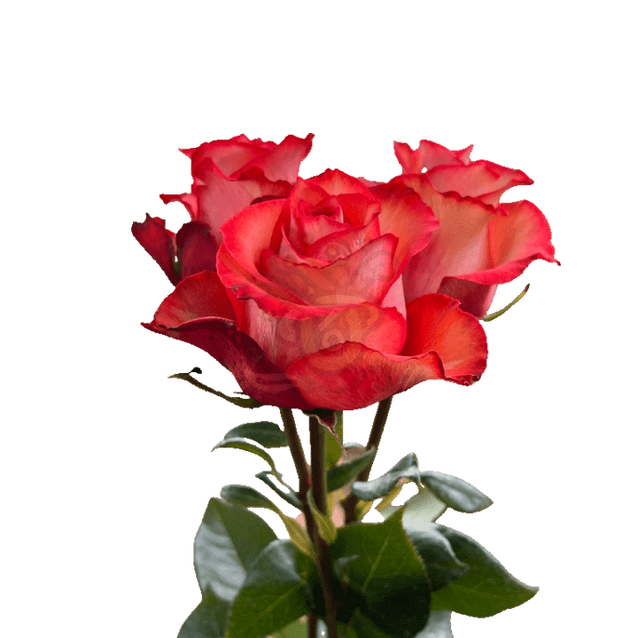 Iguana Roses Bicolored 3