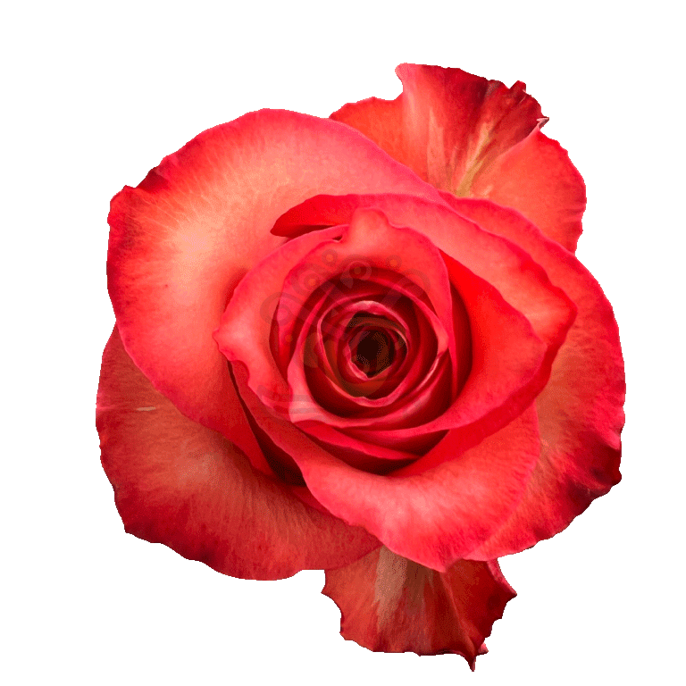 Iguana Roses Bicolored