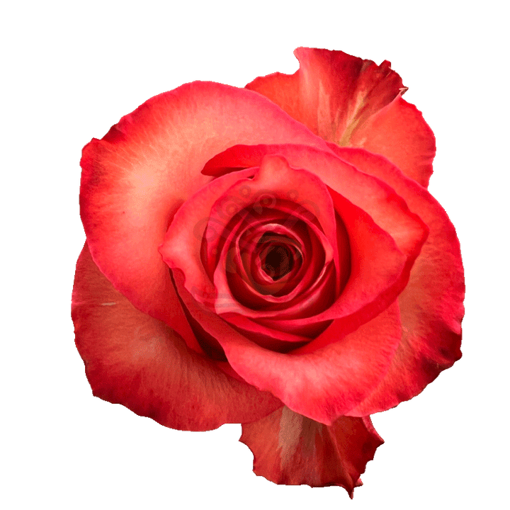 Iguana Roses Bicolored