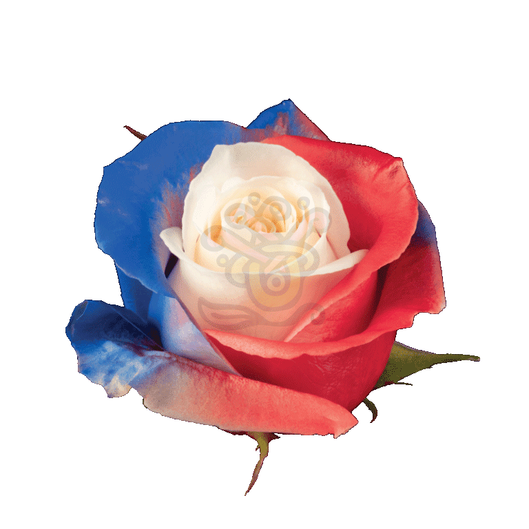 Independence Tinted Roses 2