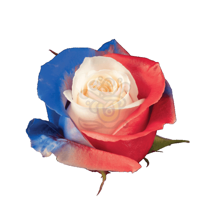 Independence Tinted Roses 2