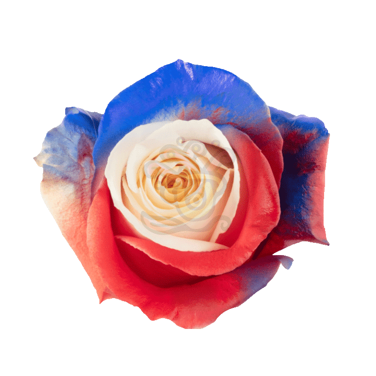 Independence Tinted Roses