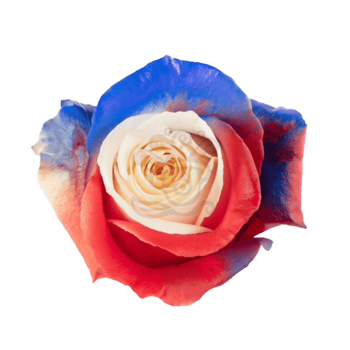 Independence Tinted Roses