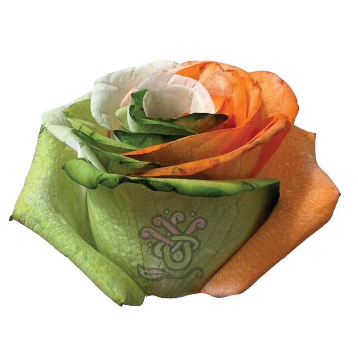 Ireland Spirit Tinted Roses • Asiri Blooms