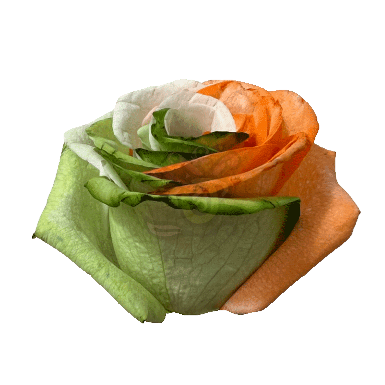 Ireland Spirit Tinted Roses 2
