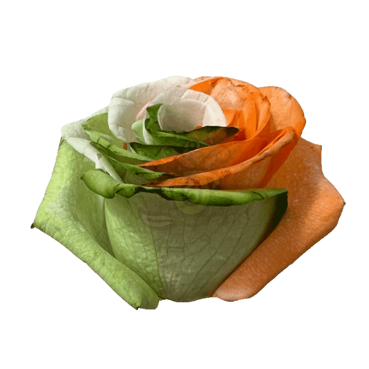 Ireland Spirit Tinted Roses 2