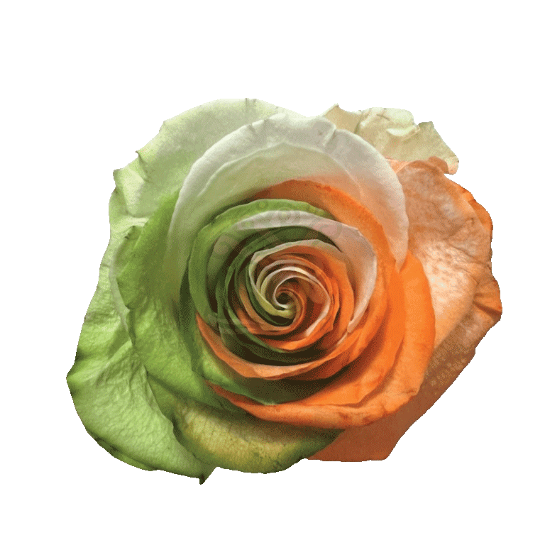Ireland Spirit Tinted Roses